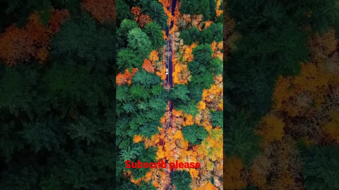 beautiful tree beautiful tree