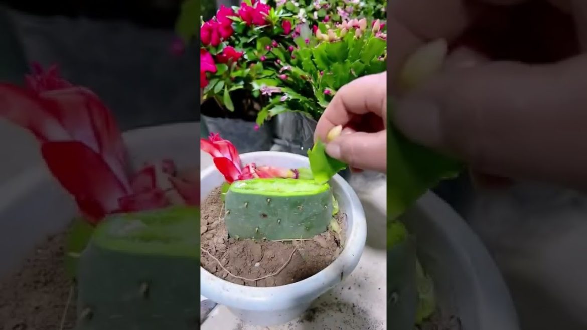 Tips for transplanting gene changes Cactus #shorts #satisfying #funny #Agriculture #harvest Tips for transplanting gene changes Cactus #shorts #satisfying #funny #Agriculture #harvest