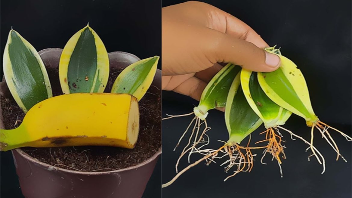 Snake plant propagation from leaf cuttings (with update)