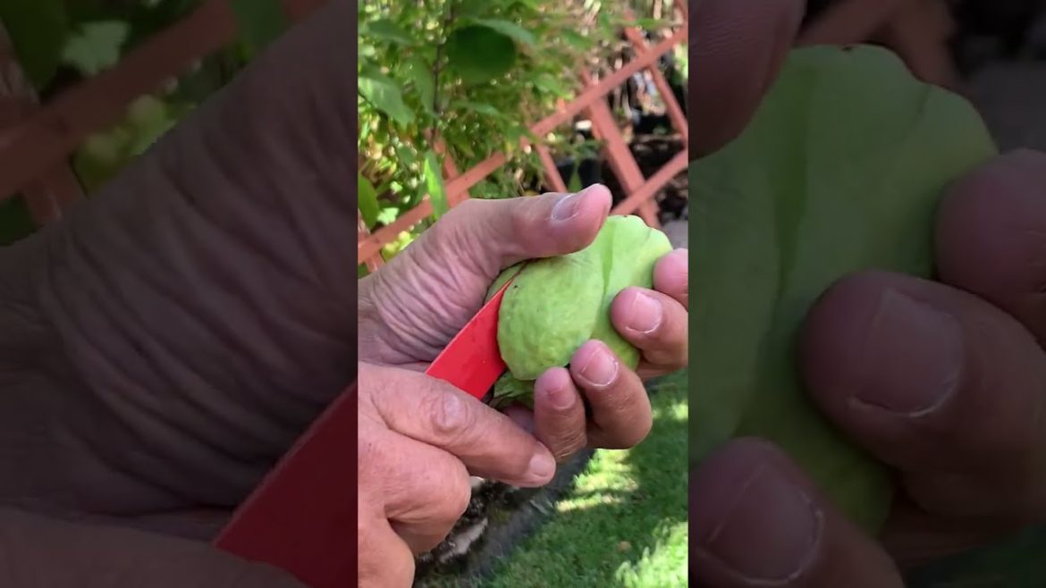 Slicing a crunchy guava fruit: backyard gardening #gardening #fruits #shorts Slicing a crunchy guava fruit: backyard gardening #gardening #fruits #shorts
