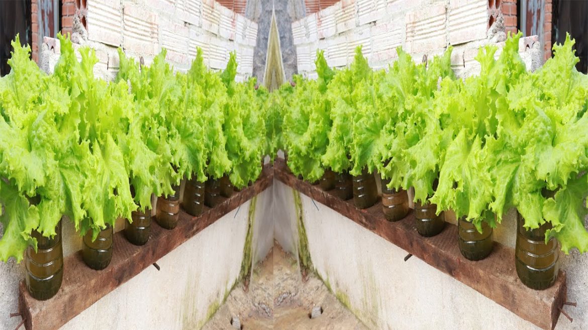No need for a garden - No need for soil -Growing hydroponic vegetables with homemade plastic bottles