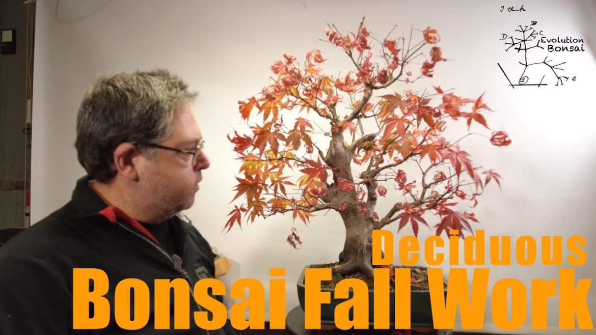 Fall work on Deciduous Bonsai