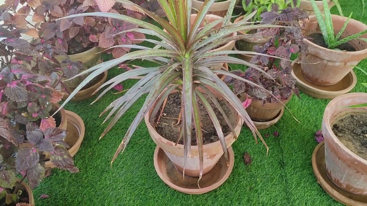 Dracaena Marginata Growing Tips, Dragon Dracaena, Dragon Tree In My Little Garden, KK Home Gardening