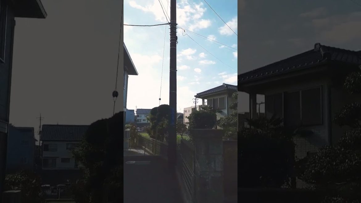 Japanese bonsai trees