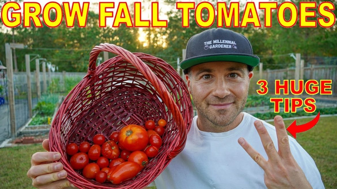 3 Reasons Your Fall Tomatoes FAILED To Ripen [And How To Fix It]