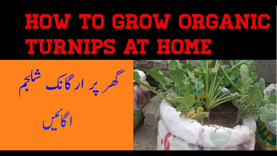 How To Grow Organic Turnips At Home|Learn Organic Gardening|Tips And Tricks| Urban kitchen gardening