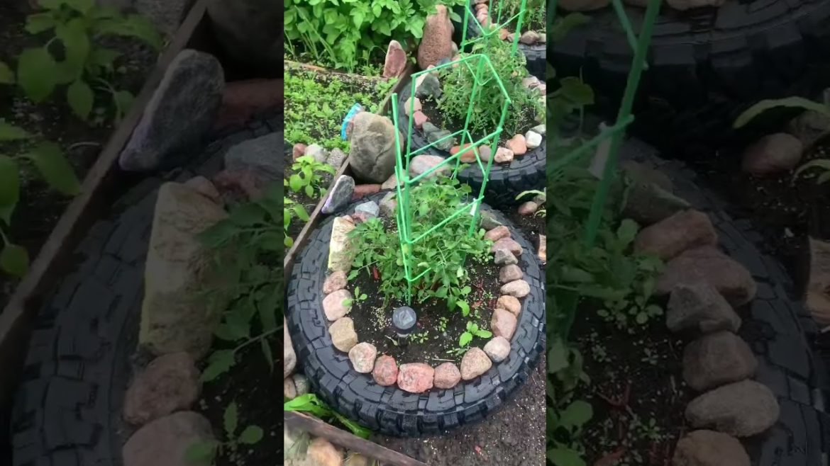 How to GROW VEGETABLES IN BACKYARD🪴 with short SEASON #shorts #gardening