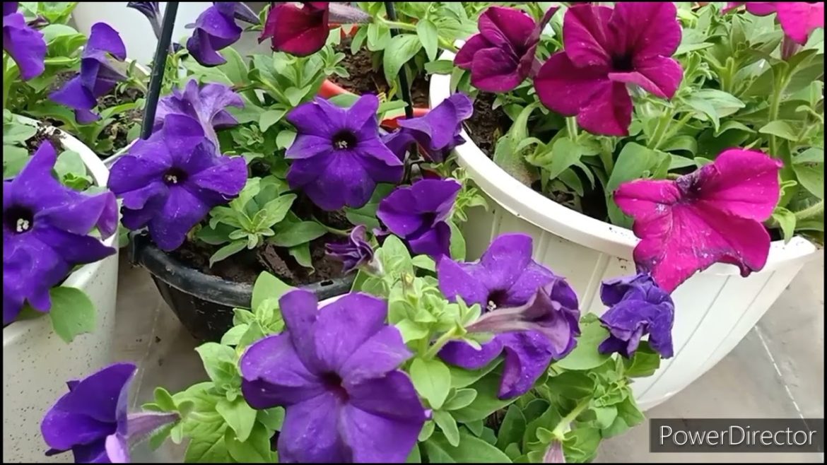 Petunia- Best winter flowering plant - grow in small pots//6 Care tips for maximum flowering