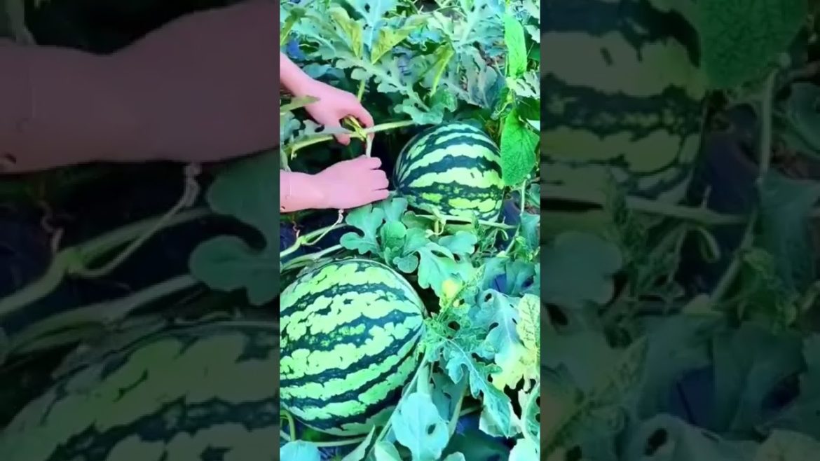 Gardening Techniqs 1#shorts