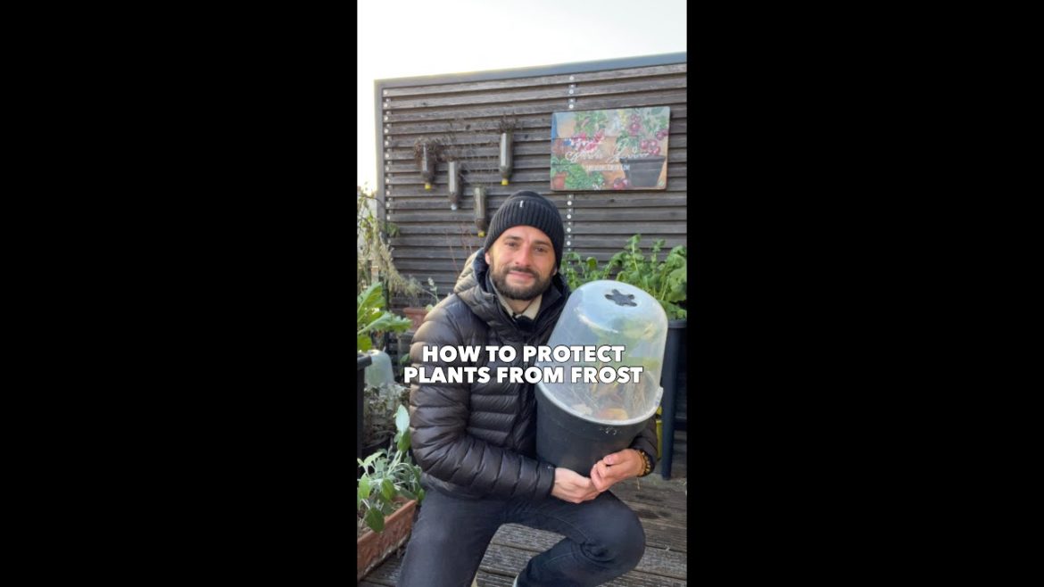 Gardening tips to protect your plants from frost