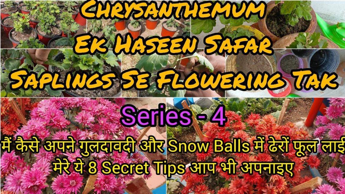 Final Potting Mix of Chrysanthemum and Transplantation in 8 & 10inch Pots | Chrysanthemum Plant Care