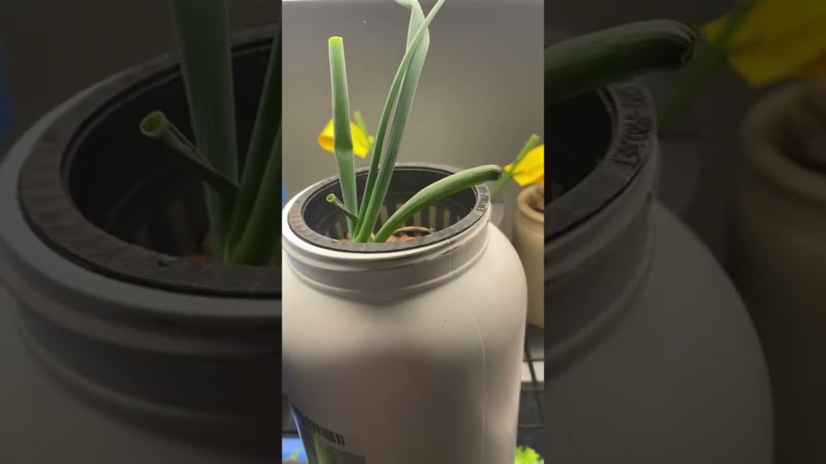Save money growing your own lettuce and other vegetables indoors! Save money growing your own lettuce and other vegetables indoors!