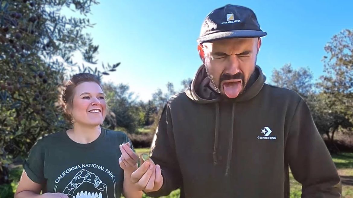 YOU WIN SOME, YOU LOSE SOME | Tiny House Renovation and Olive Harvesting YOU WIN SOME, YOU LOSE SOME | Tiny House Renovation and Olive Harvesting