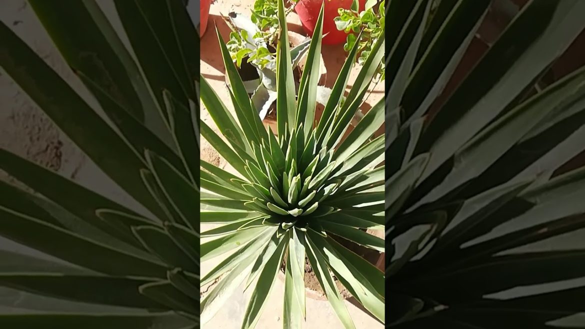 My Small Beautiful Home Garden Raining In My Backyard #shorts #garden