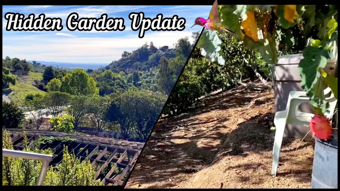 Update on Secret Hidden Garden to Grow Food, Stairway PATH to Gardening Oasis w/ Dragon Fruit & Figs