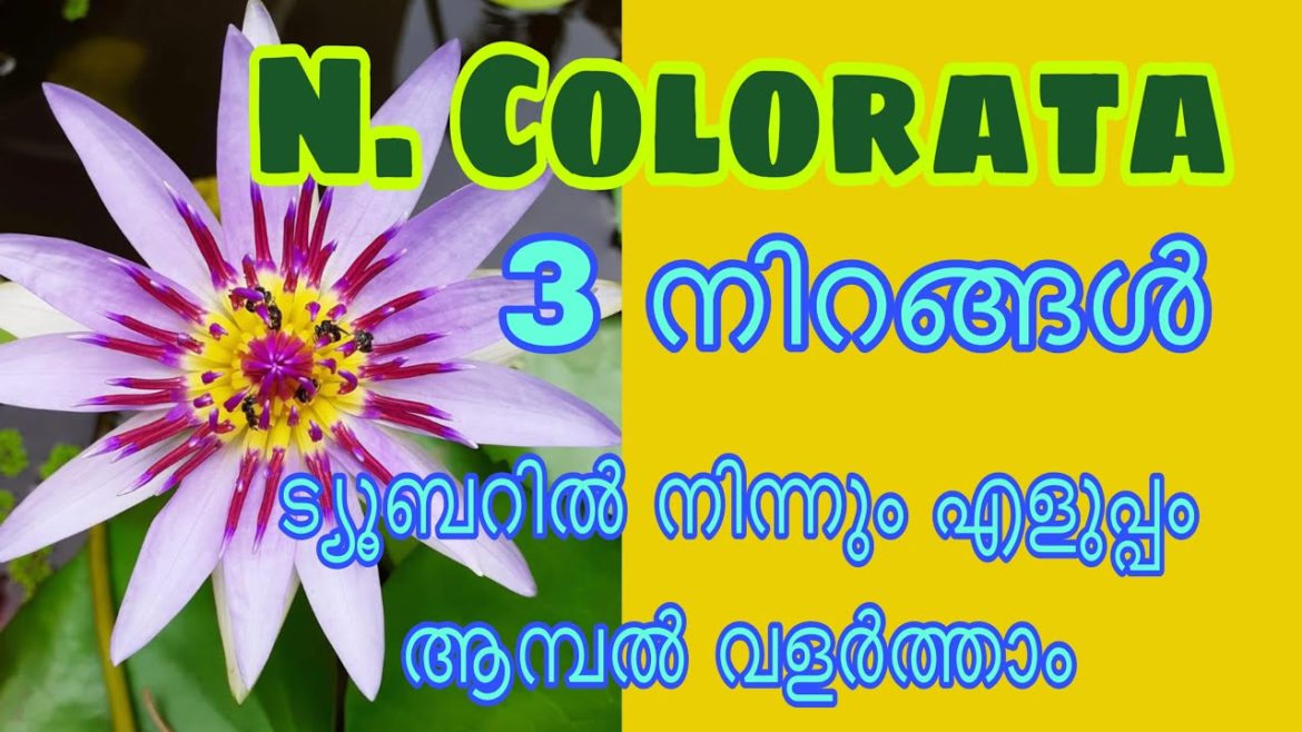 Colorata waterlily malayalam/ how can grow plant from Waterlily tuber easily malayalam Colorata waterlily malayalam/ how can grow plant from Waterlily tuber easily malayalam