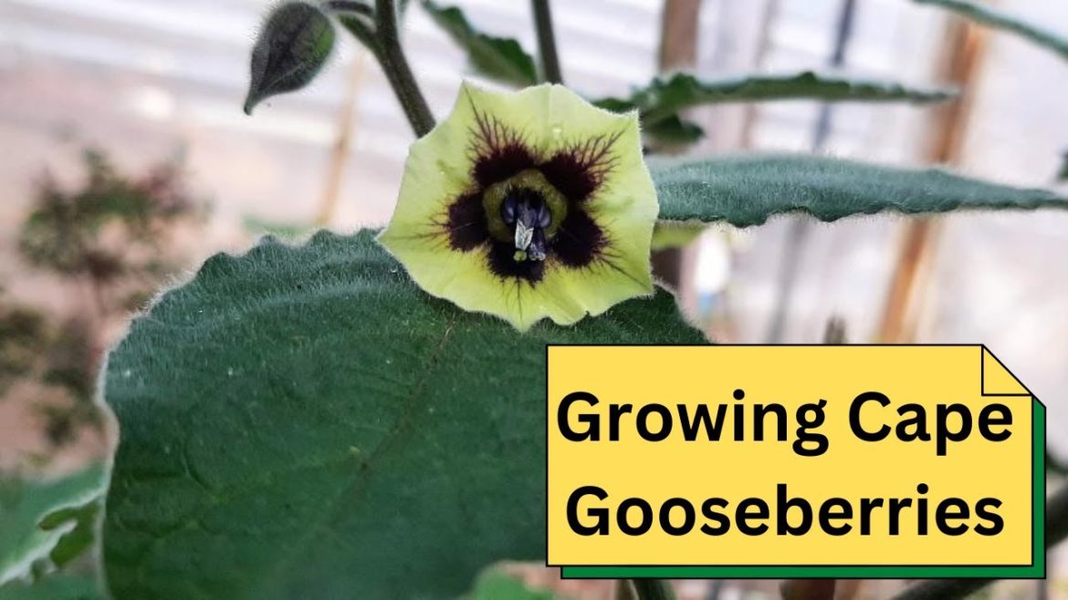 Growing Cape Gooseberries Growing Cape Gooseberries