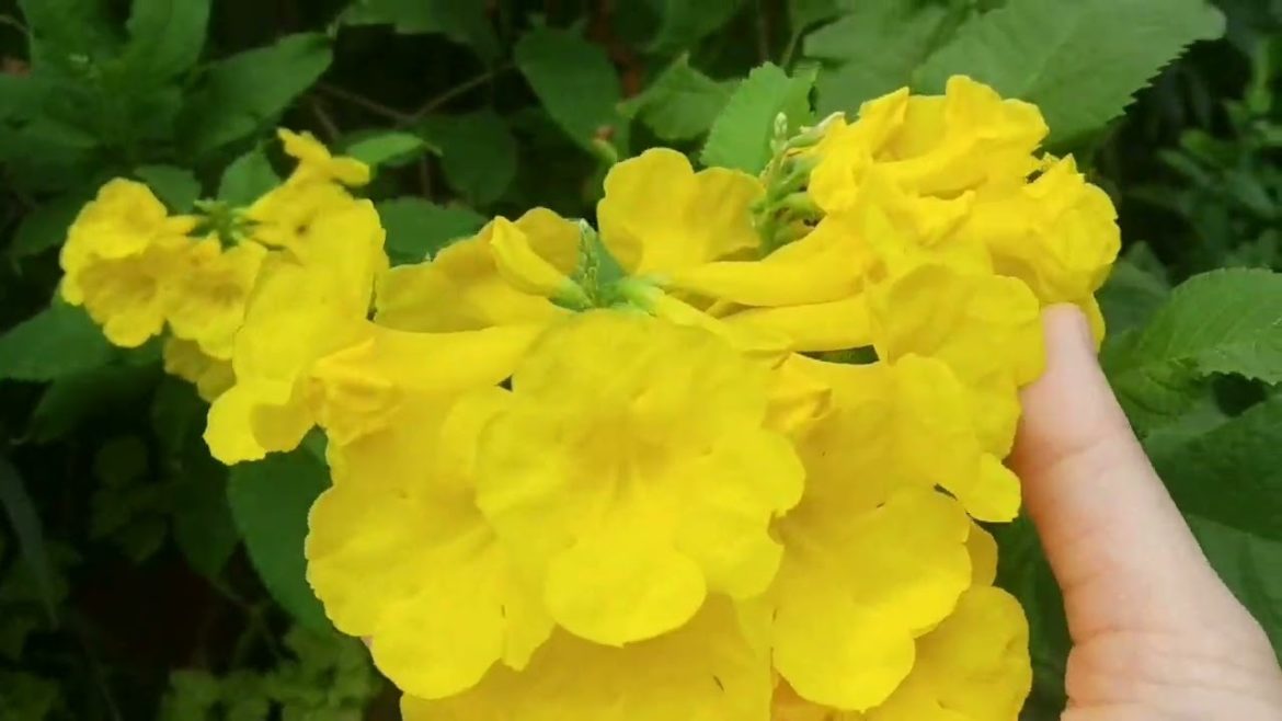 Evergreen balcony flowering plants👉 yellow Bell's flowers