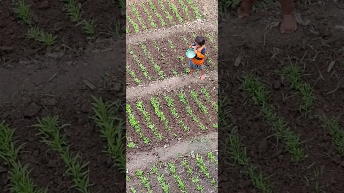 Lifstyle vlog | My workhard in beautiful Vegetable gardening | Cambodia village life