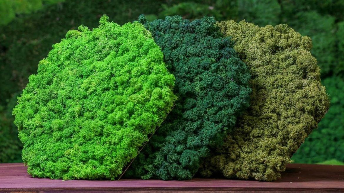 ☘ Preserved Moss in Dubai, UAE ☘ ☘ Preserved Moss in Dubai, UAE ☘