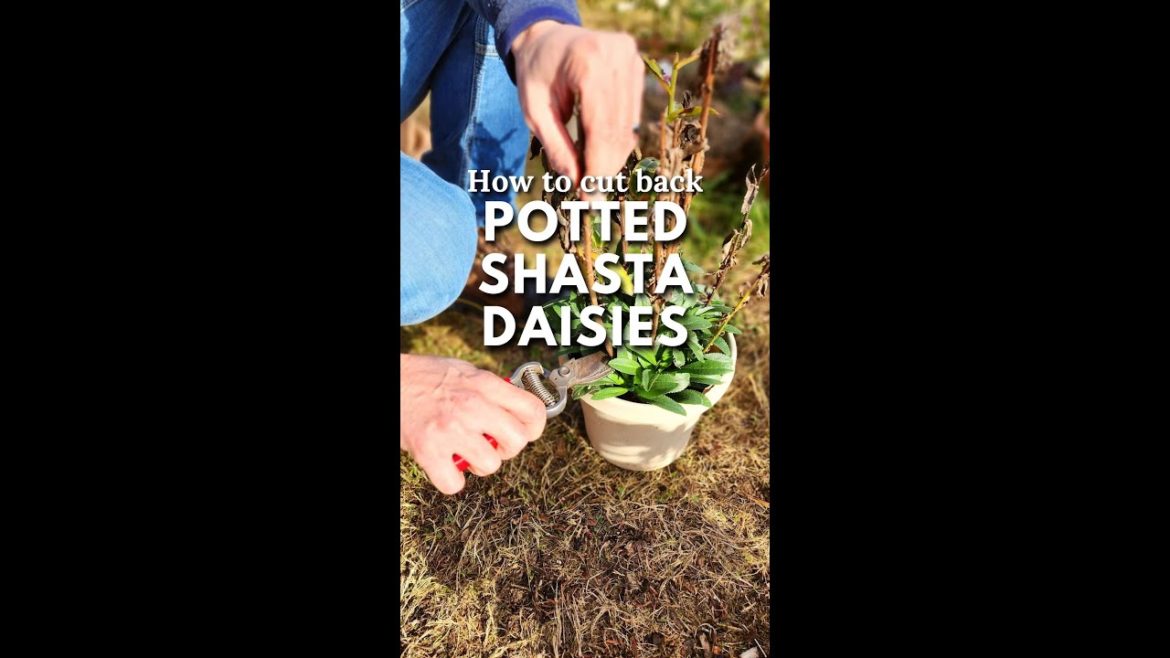 How to Cut Back Potted Shasta Daisies - #shorts