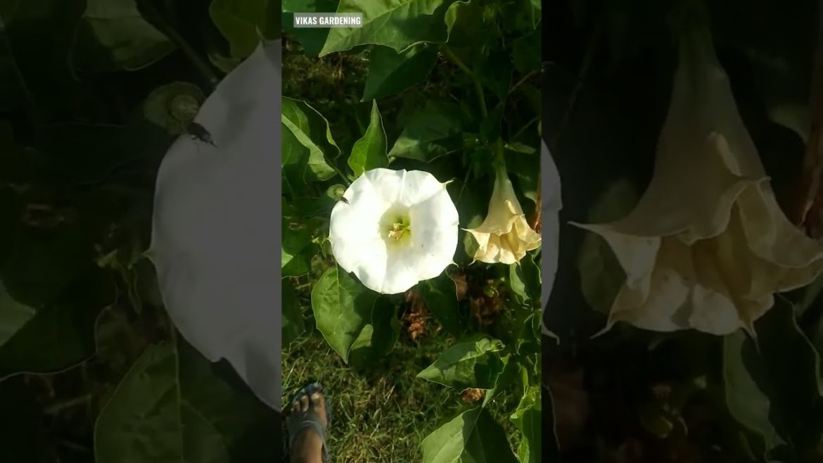 White Flower | Vikas Gardening | Beautiful Flower | #shorts #beautifulflowers