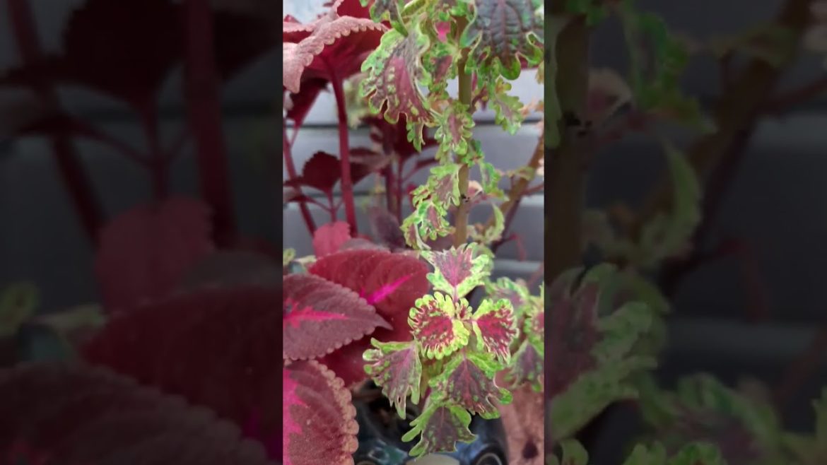 coleus plant in small ceramic planter growing well,#shorts,#coleusplant,#ceramicpots