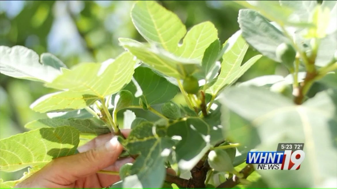 Garden Tips: Fig Tree