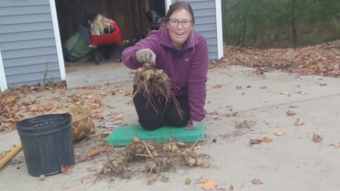 Storing MORE DAHLIA Tubers! |Zone 7b Garden Storing MORE DAHLIA Tubers! |Zone 7b Garden