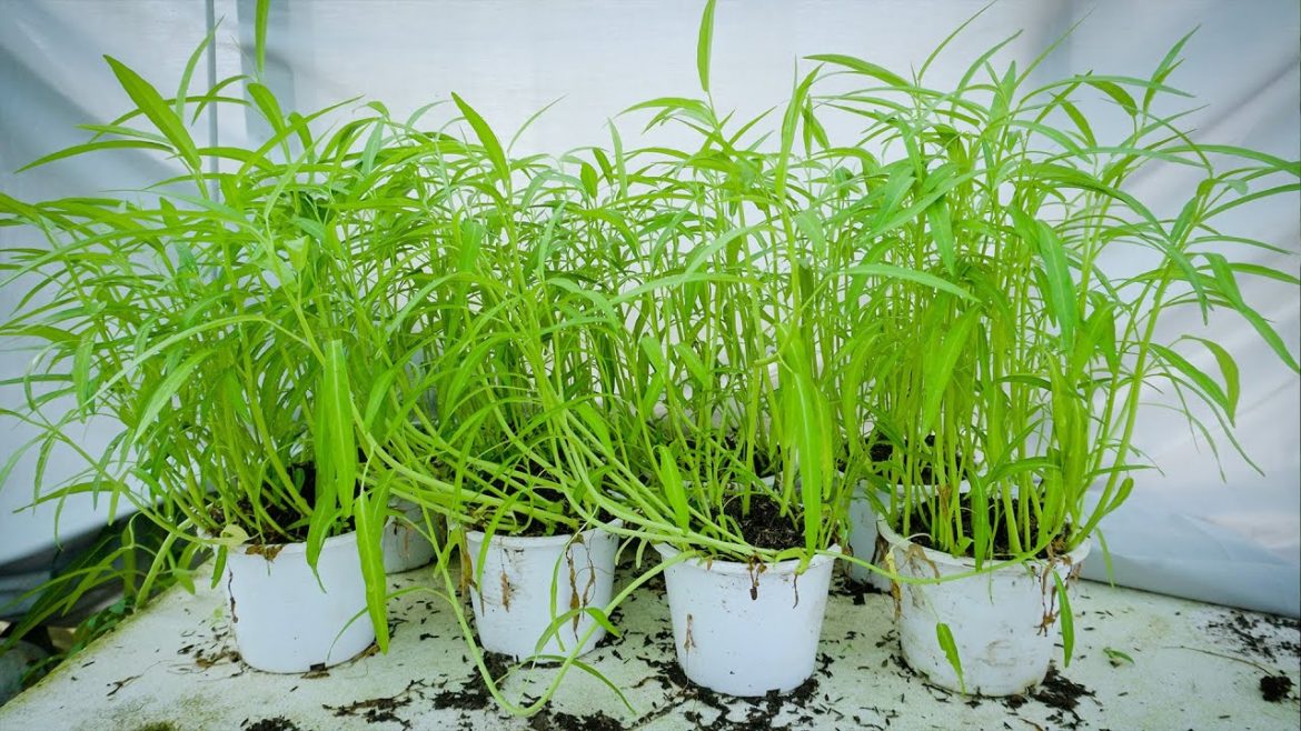 Easy tips grow spinach from seed in pots Get good yields Easy tips grow spinach from seed in pots Get good yields