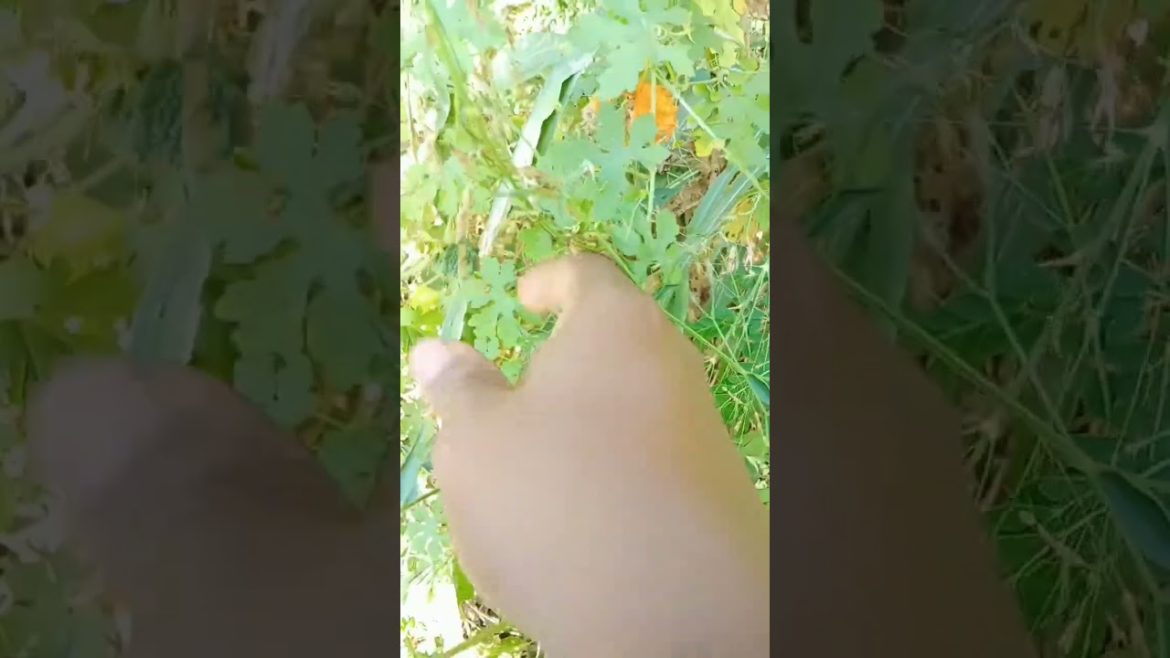 picking bitter gourd vegetable from backyard #shorts picking bitter gourd vegetable from backyard #shorts