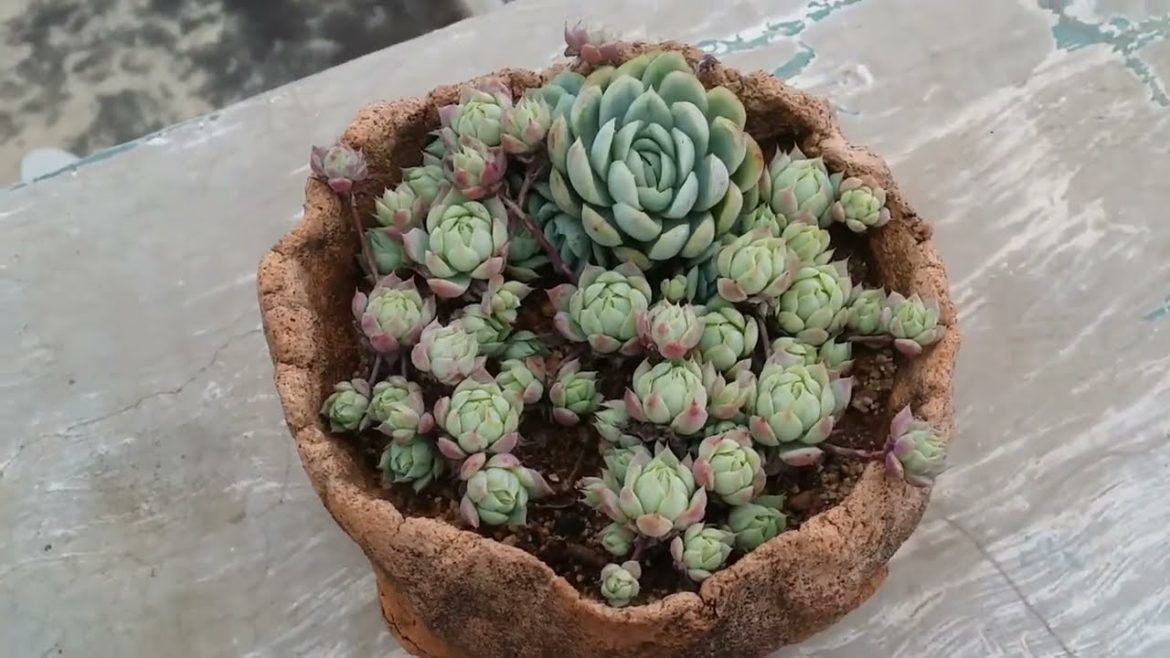|| 10 TIPS EVERY SUCCULENT BEGINNER SHOULD KNOW ||