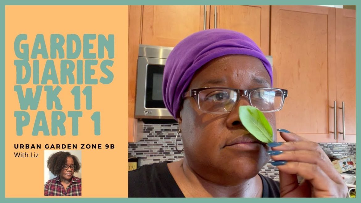 Container Garden Diaries Wk 11 Part 1  Documenting Our Garden Journey  Small Space Gardening Zone 9b
