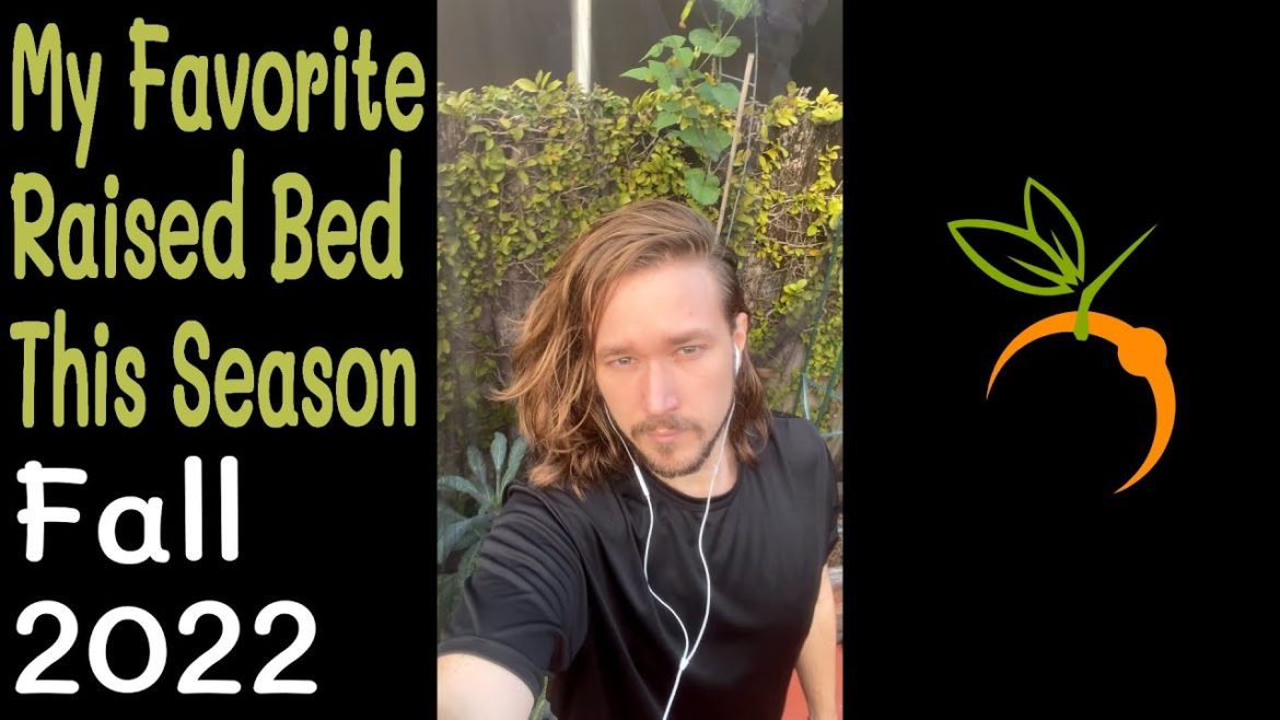 My Favorite Raised Bed This Season - Fall 2022