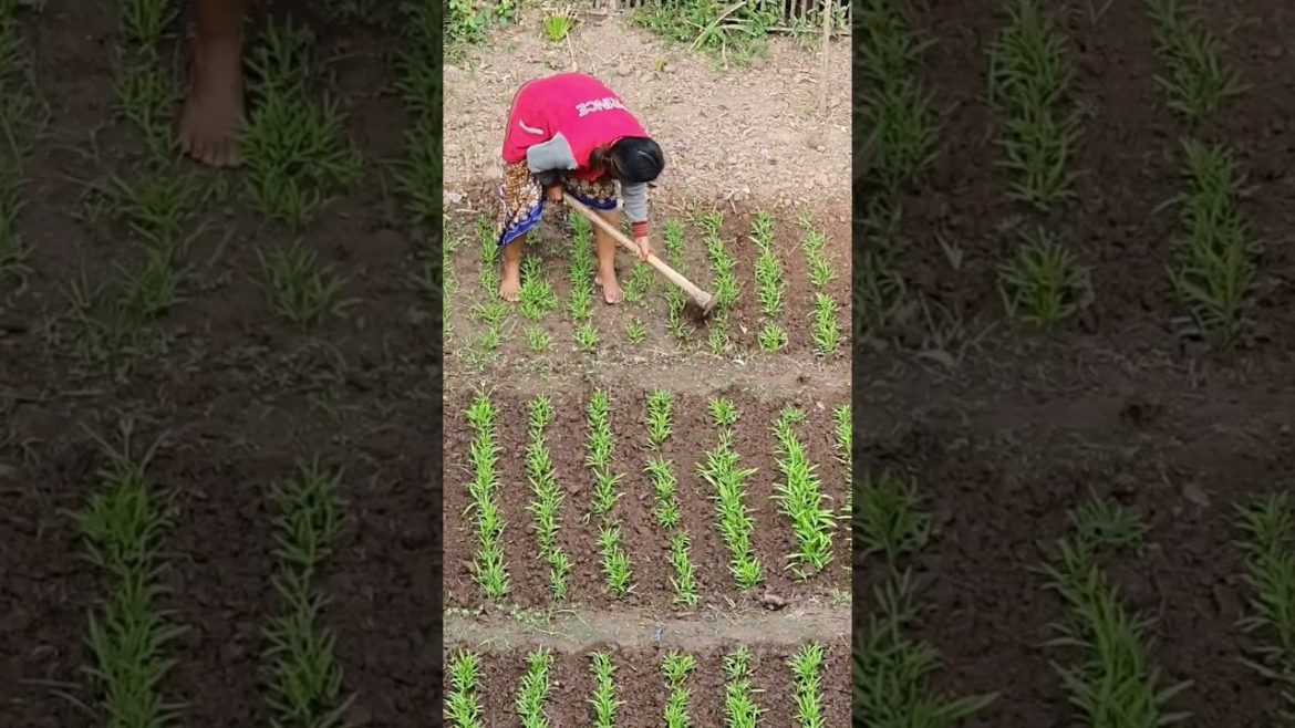 Lifestyle vlog | Vegetable gardening expert | Nice mother in Asia Cambodia