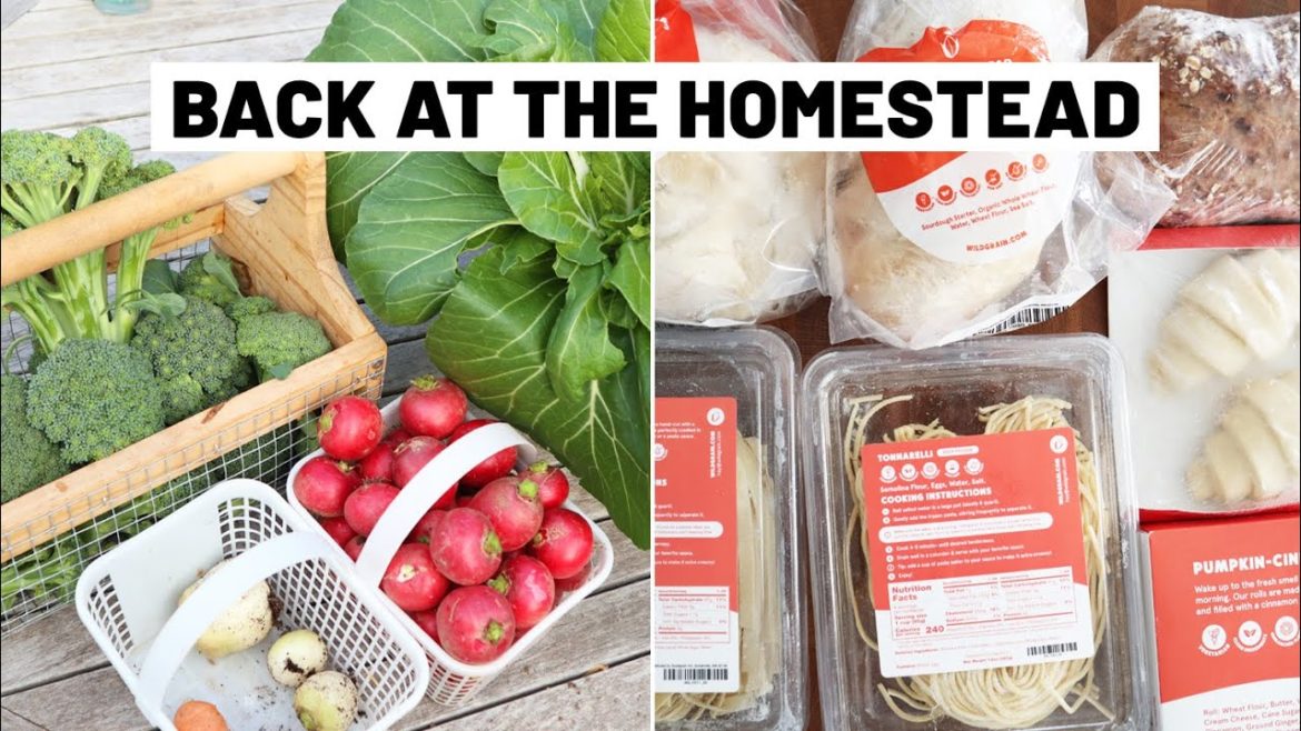 Garden harvest after 2 weeks away + WIldgrain unboxing // GroundedHavenHomestead Garden harvest after 2 weeks away + WIldgrain unboxing // GroundedHavenHomestead