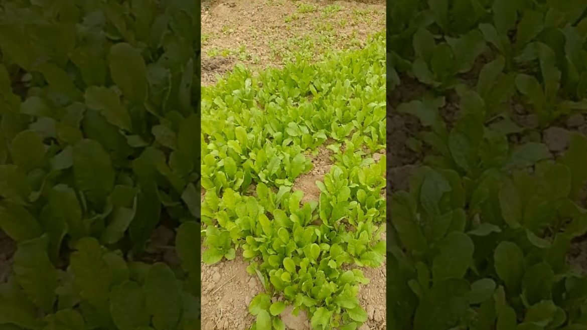 Cute Vegetable ) 🌱 | india natural blogs ) #shorts #vlog #indianarmy