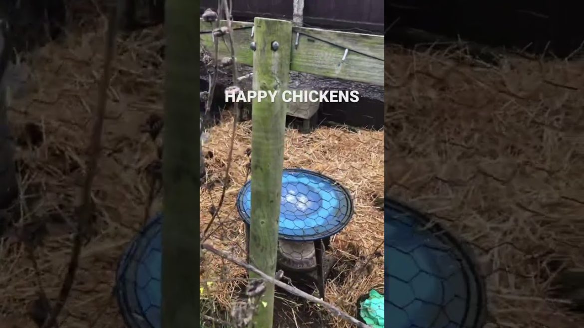 Our Happy Back Yard Chickens