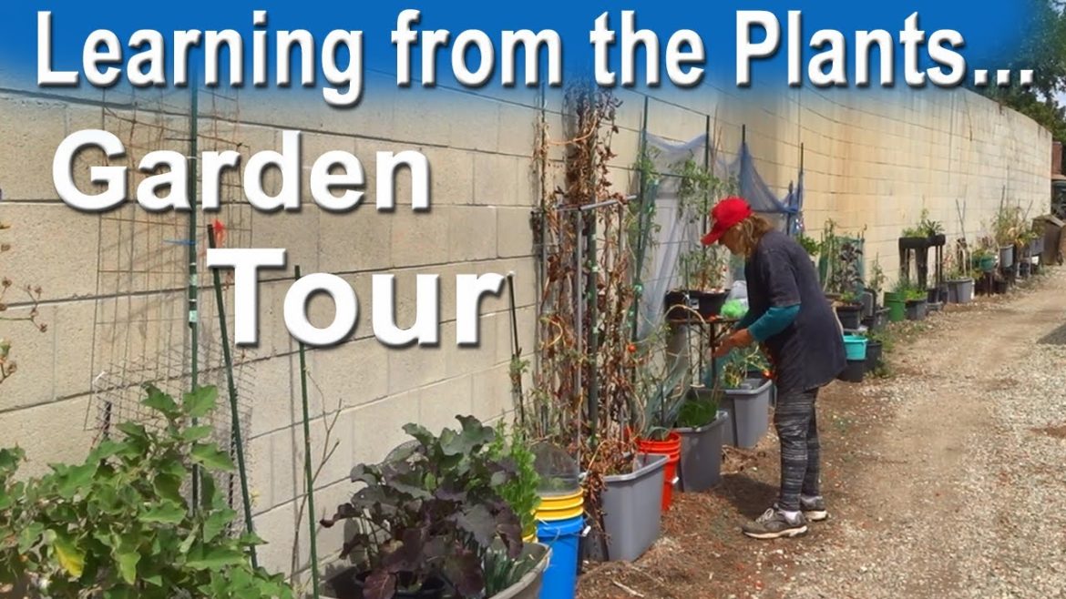 Garden Tour Growing Tomatoes, Vegetables, Peppers, Squash, Learning from Nature, Container Gardening Garden Tour Growing Tomatoes, Vegetables, Peppers, Squash, Learning from Nature, Container Gardening