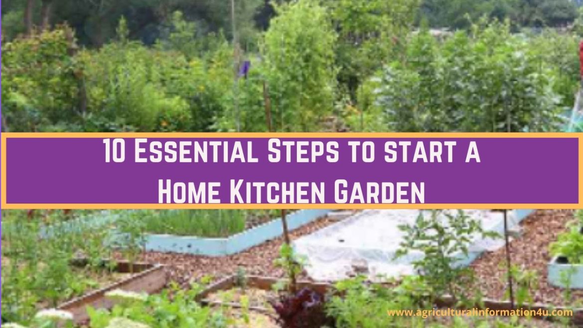 10 Essential Ways to Start a Home Kitchen Garden | Gardening Tips | Gardening Ideas #shorts