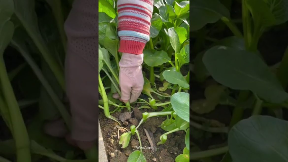 Beautiful Nature with Rural Life #shorts #naturalife #rurallife