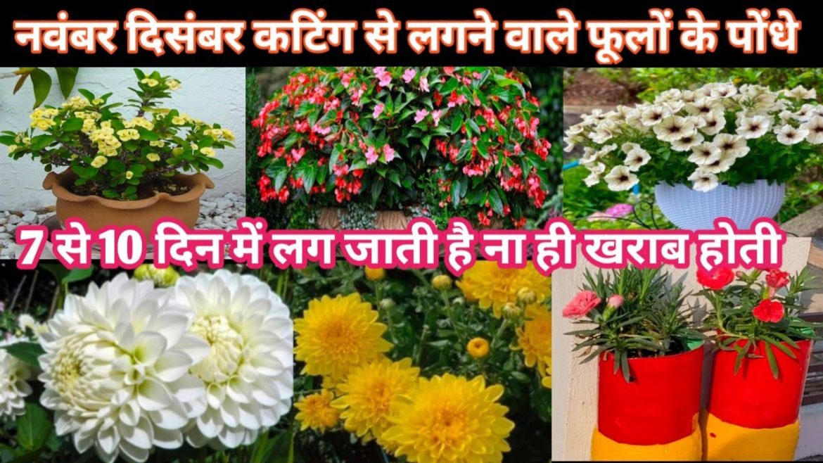 30+नवंबर दिसंबर मे कटिंग से लगने वाले फूलों के पोधे How To Grow Flowering Plants Grow By Cutting