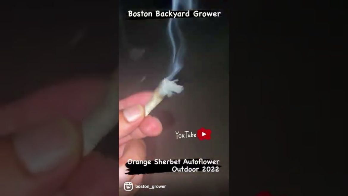 Autoflower Outdoor Organic Garden - Boston Backyard Grower #shorts #autoflowers