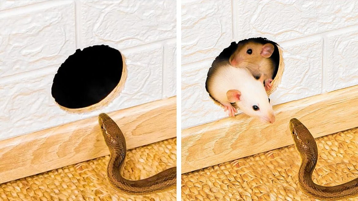 Top Hacks To Get Rid of Pests at Home and Garden Top Hacks To Get Rid of Pests at Home and Garden