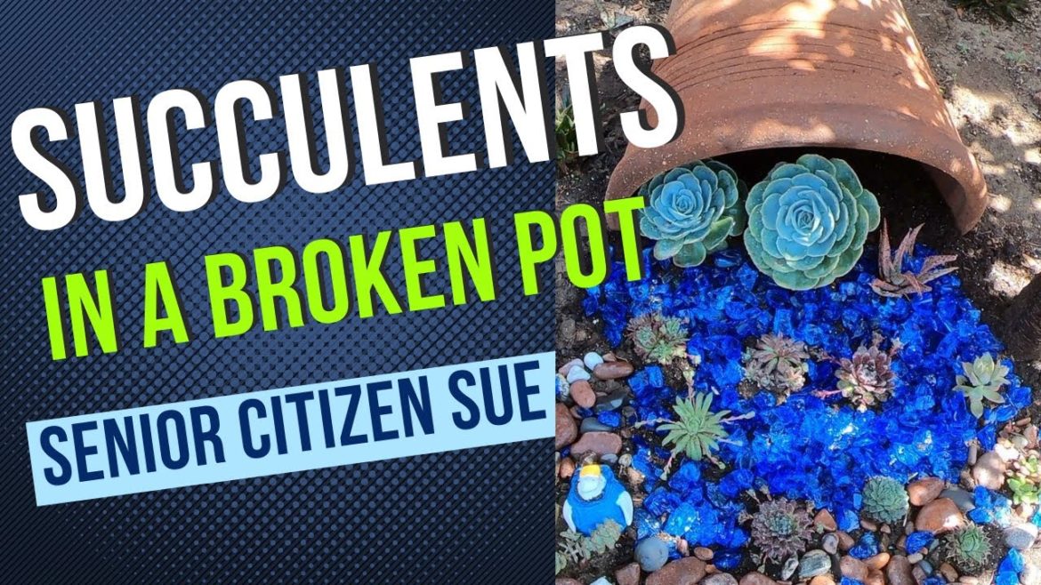 Succulent Broken Pot Gardening * Planting Sempervivums
