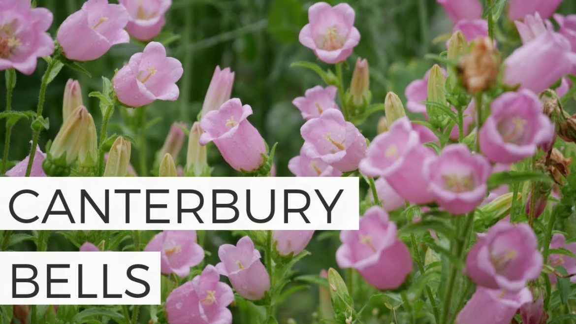 How to Grow Canterbury Bells from Seed – Cut Flower Gardening for Beginners Series How to Grow Canterbury Bells from Seed - Cut Flower Gardening for Beginners Series