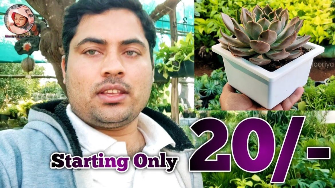 Starting Only 20/- Rupees || Home Gardening || Indoor Plants || Seculent Collection #home #garden Starting Only 20/- Rupees || Home Gardening || Indoor Plants || Seculent Collection #home #garden