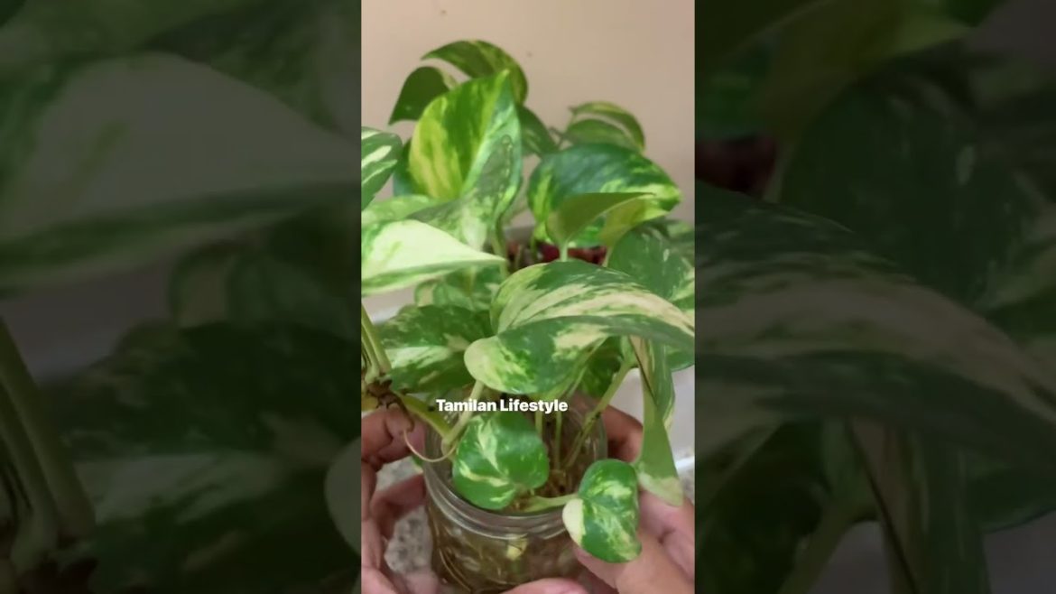 Money Plant Growing Tips /#shorts #moneyplantinwater #moneyplantcare/ Money Plant@Tamilan Lifestyle