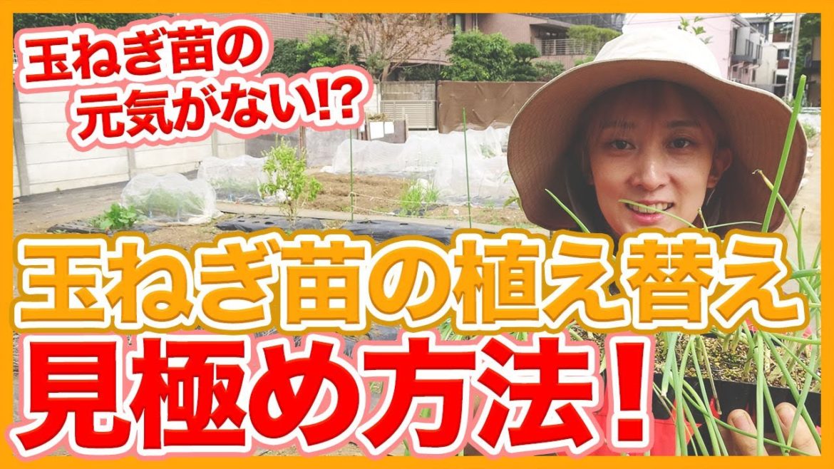 家庭菜園や農園の玉ねぎ栽培で苗の植え替えは今!玉ねぎ苗の植え替え見極め方法を徹底解説!/Tips for growing onion seedlings from a Japanese Farmer. 家庭菜園や農園の玉ねぎ栽培で苗の植え替えは今!玉ねぎ苗の植え替え見極め方法を徹底解説!/Tips for growing onion seedlings from a Japanese Farmer.