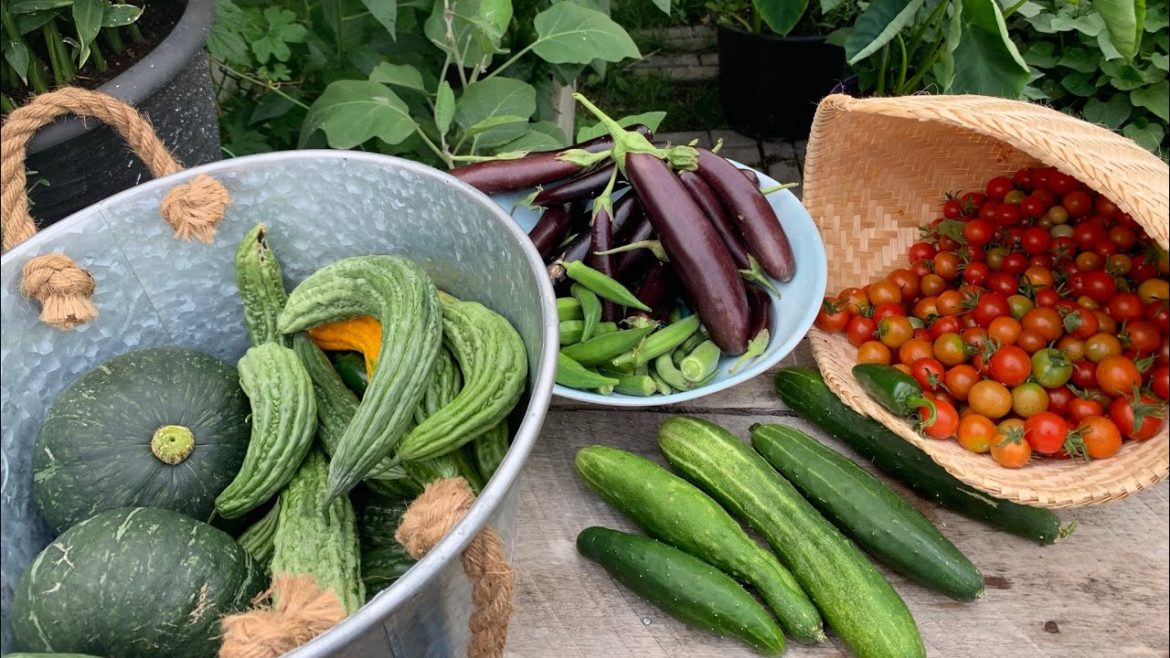 Big harvest on my very small backyard garden in Canada!
